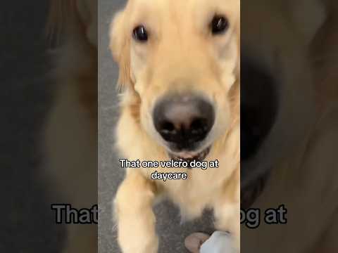 When the friends you make at #DogDaycare include your Canine Coach. 🥰🧡 #dogvideos #shorts