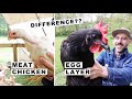 Characteristics and Care of Meat Chickens