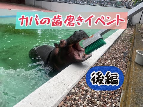 犬の動画サムネイル - 東武動物公園　公式YouTubeチャンネル