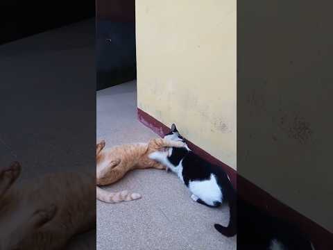 🐱vs🐱#cat #catvideos