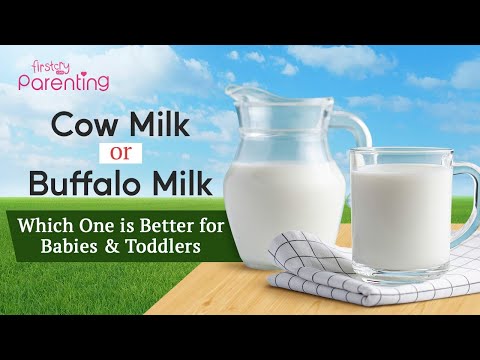 Cow Milk Vs Buffalo Milk - Which Is Better for Babies and Toddlers?
