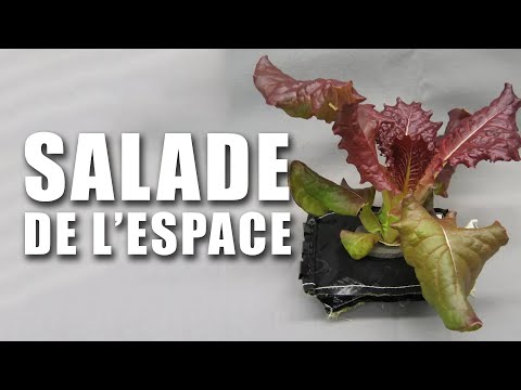 FAIRE POUSSER DE LA SALADE DANS L'ESPACE ? - EC