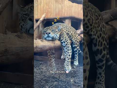 still a cat, doesn't matter that they're big💕 #cat #bigcat #leopard #panther #jaguar #animals #fyp