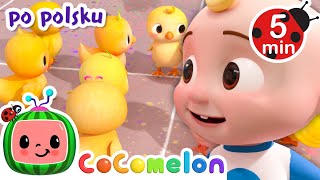 Dziesięć malutkich jajek | CoComelon po polsku 🍉🎶 Piosenki dla dzieci