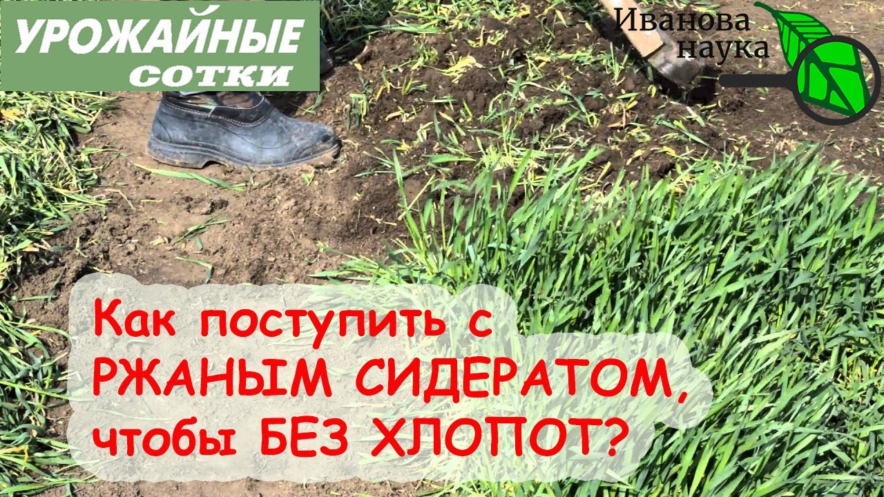 Что делать с ржаным сидератом?