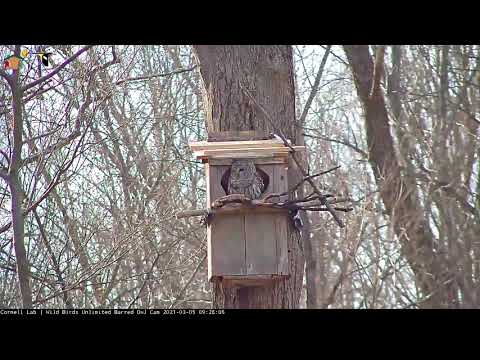Cornell Lab Bird Cams | Cornell Lab Bird Cams Cornell Lab Bird Cams