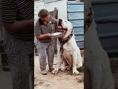 Dangerous dog#shorts #shortsfeed #youtubeshorts #ytshorts #trending #rottweiler