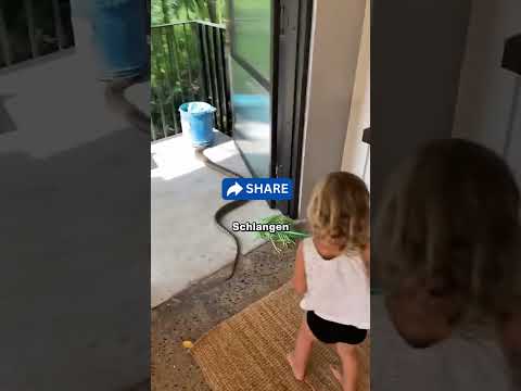 Sie haben eine Schlange im Wohnzimmer 😱!