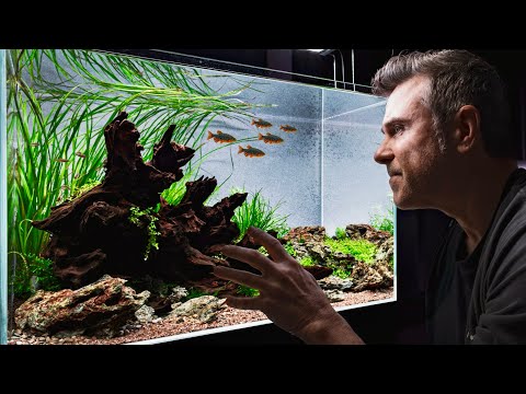 Beginner-Friendly Triangle Aquascape | Step-by-Ste In this video, I take you on a calm, cinematic journey through the full build process. From selectin