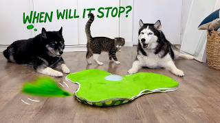 New Toy Drove the KITTEN CRAZY And Put my HUSKY to Sleep!