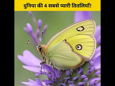 दुनिया की सबसे प्यारी दिखने वाली तितलियाँ!🤔🥺 #shorts #animalfacts
