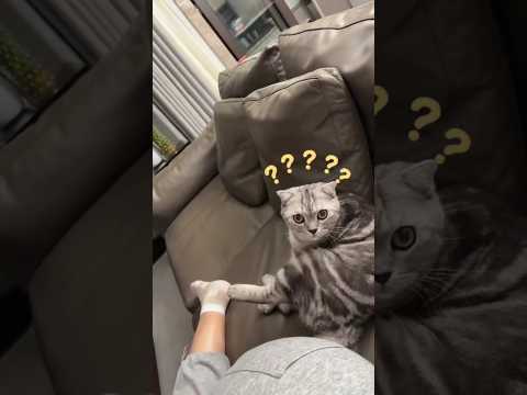 Cats vs. Farts 😂