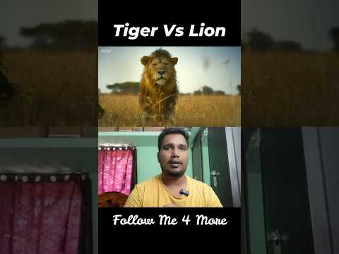 Tiger Vs Lion