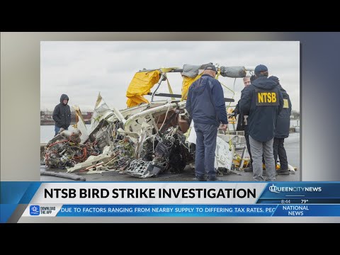 Aviation Analyst: Birds may have caused deadly helicopter crash