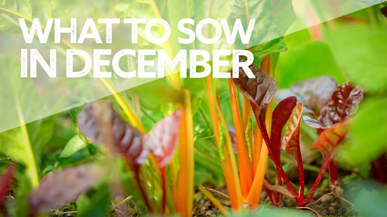 What to Sow in Winter | Seeds I’m Sowing and You Can Too! | 2021
