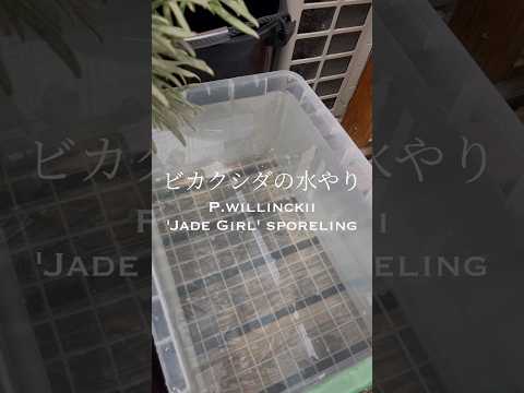 【癒し】ビカクシダの水やり/P. willinckii Jade Girl sporeling #觀葉植物