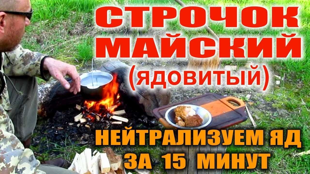 Грибы строчки - первые грибы весной. Рецепты с грибами условно съдобными. Нейтрализуем яд без сушки