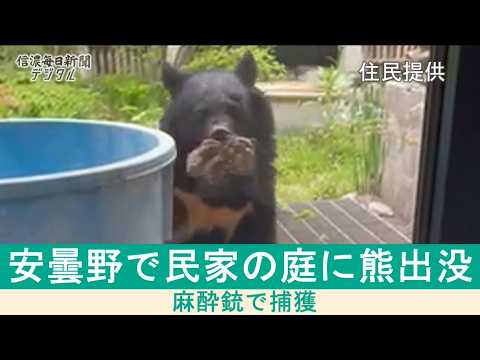 安曇野で民家の庭に熊出没