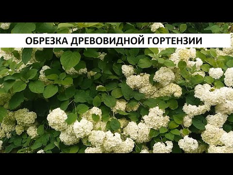 Обрезка древовидной гортензии