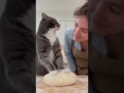 cat slap it's owner #funny #cat #pets