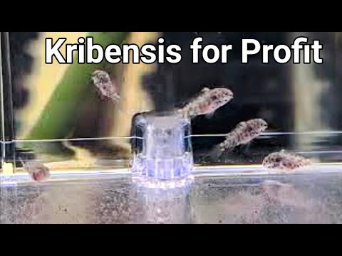 Breeding Kribensis for Profit_ Can it be Done? #ho #kribensis #breedingforprofit #cichlids #communitytank 
This is just a short video on breeding these