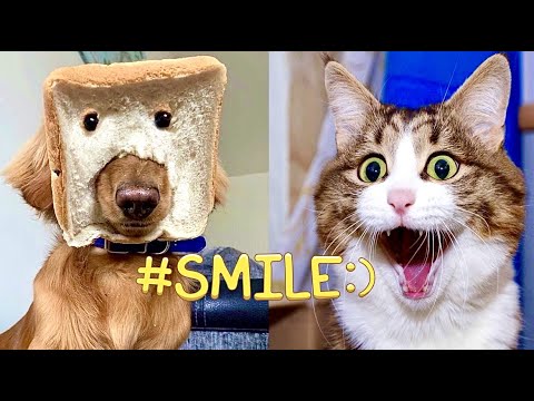 ПРИКОЛЫ С ЖИВОТНЫМИ ( часть 2 )