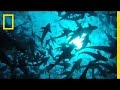 Ocean Farming Concepts and Benefits