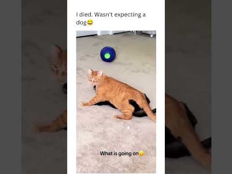 What's going on #short #cat