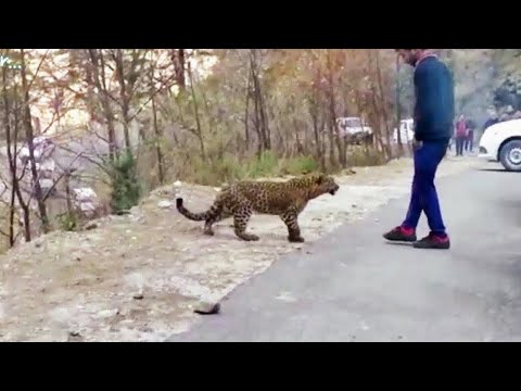 Leopar İnsanlardan Yardım İstedi, Sonra Öyle Bir Şey Oldu Ki.. İçiniz Parçalanacak !!