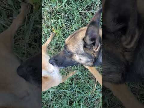 #animals #puppy #subscribe #malinois #germanshepherd #cute #viralvideo #nature #shorts