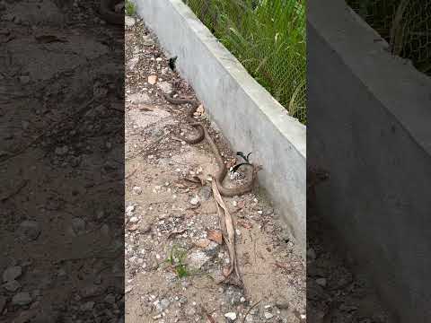 머리에 깃털이 달린 이상한 뱀 #animals #kingkobra #snake #wildlife #자연의힘 # #동물키우기