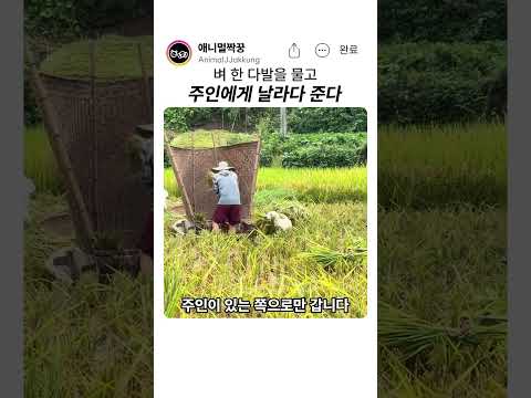 <strong>주인</strong> 도와 벼를 나르는 강아지