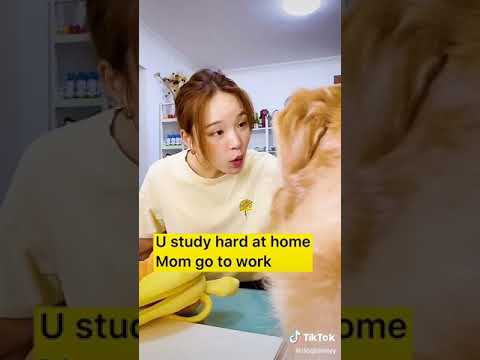 baik sekali anjing ini ,