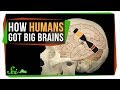 Understanding Human Brain Evolution