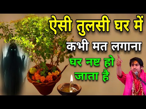 Tulsi ऐसी तुलसी घर में कभी मत लगाना😱पूरा घर नष्ट हो जाएगा गरीबी आ जाएगी मां लक्ष्मी घर छोड़ देती है