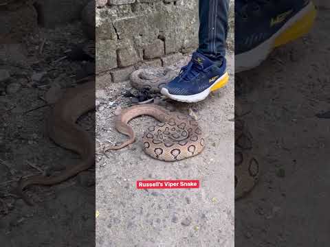 #snake #reels #shortvideo