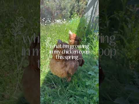 Alyce's 'Chicken City' Spring Tour | Ultimate Chicken Coop