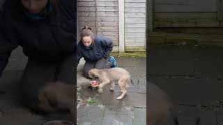 How small suki was ❤️ she's now coming up four! how time flys! #salukicolliegrey #lurcher