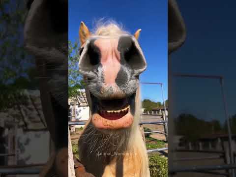 Talking horse❤️❤️❤️#horsevideo #horse#fyp