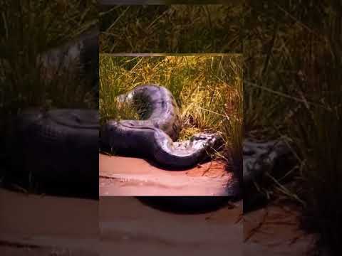 Piton vs anaconda, siapa yang jadi korban? #factanimals #faktaunik #anaconda #piton #fyp