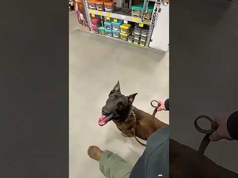 The Most Hilariously Cute Dog#funnydogs#cute#doglover#FunnyCuteDog#AdorablePuppy#FunnyCuteDog