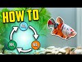 Aquarium Cycling and Maintenance Concepts