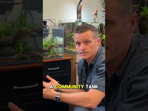 Betta In A Community Tank Betta's don't always have to live alone. You can put your Betta in a community tank!

IN THIS VIDEO_