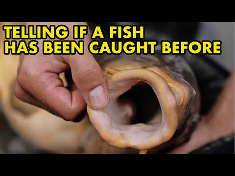 Do Mouth Curtains Tell You If A Carp Has Been Caug In this vid I take a look at mouth curtains!

Buy my new book - https_//www.bloomsbury.com/uk/field-