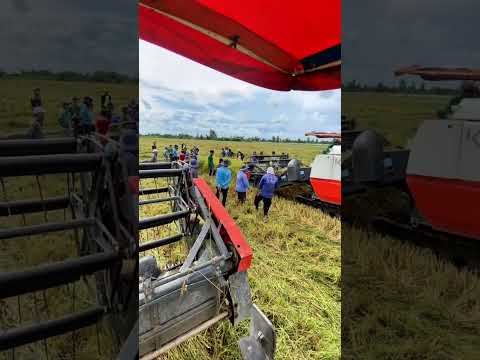 Rats destroy a lot of rice fields in Vietnam. #shorts
