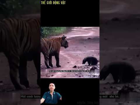 lửng mật Ấn Độ đối đầu với hai con hổ.