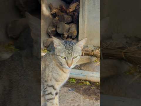 #cat #catsofinstagram #catwalk #catlovers #catshorts