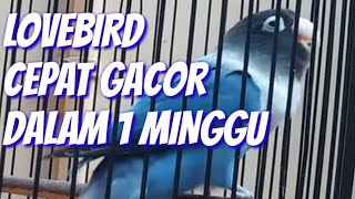 Membuat Burung Gacor Videos Kansas City Comic Con