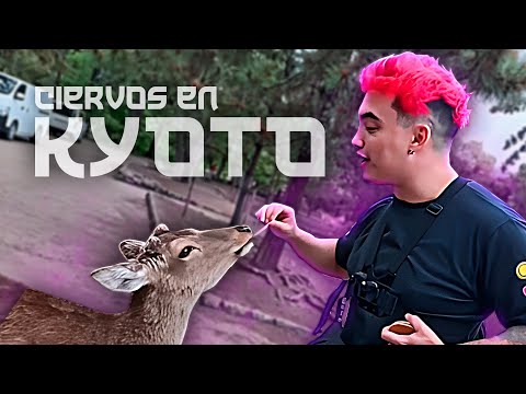 FUI ATACADO POR CIERVOS EN KYOTO 🫎 Vlog Nara