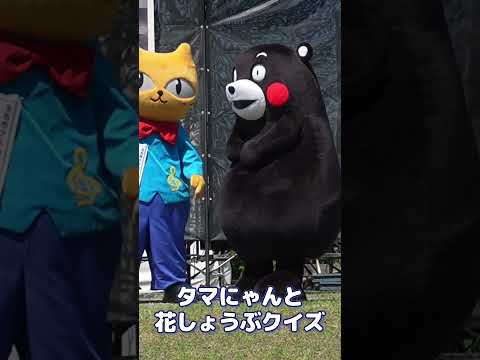 【ショート動畫】玉名市マスコット「タマにゃん」と花しょうぶクイズ①～＠髙瀬裏川花しょうぶまつり #くまモン